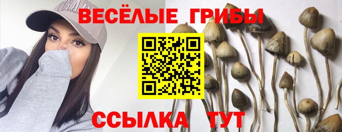 наркошоп  Псилоцибиновые грибы MAGIC MUSHROOMS  Темрюк  Галлюциногенные грибы Cubensis 